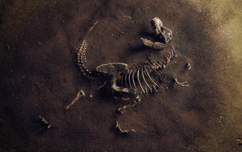 Baby Dinosaur Fossil Found in China