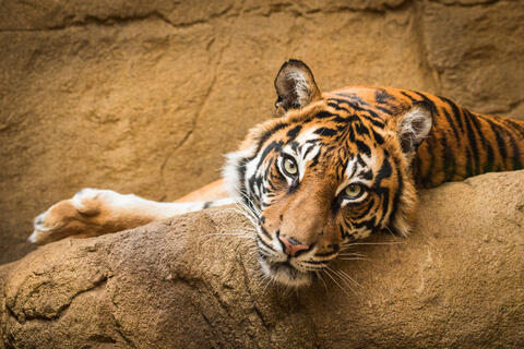 Tiger Killed at Florida Zoo After Biting Cleaner's Arm