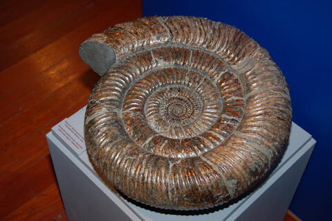 Giant Millipede Fossil Unearthed in England