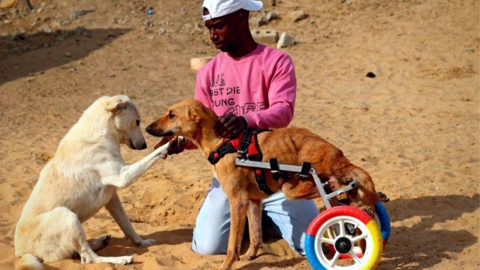 Syria’s Stray Cats, Dogs Find Loving Homes
