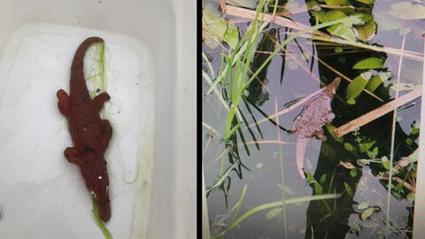 What is it? Mysterious Creature Found in a Zoo