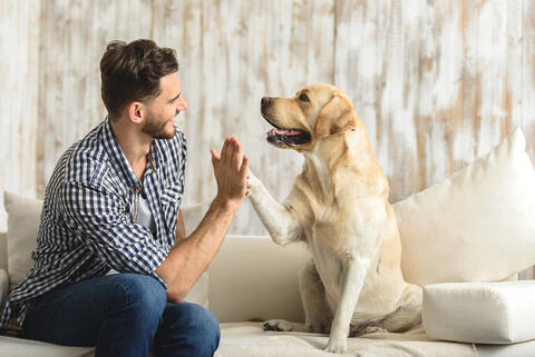 Are Dogs Able to Detect Speech and Differentiate Languages?