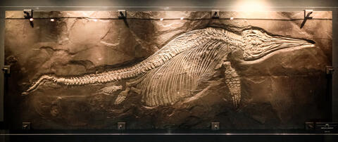 UK Scientists Discover The Biggest 'Sea Dragon' Ichthyosaur 
