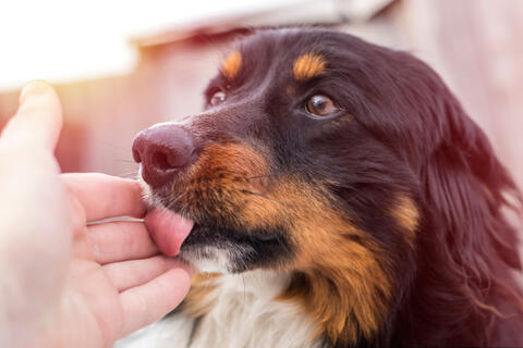 Do Saudis Care More About Stray Animals?