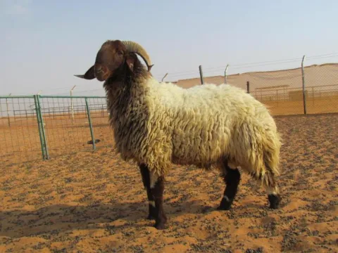 جنوب السودان.. سجن خروف 3 أعوام بعد قتله سيدة