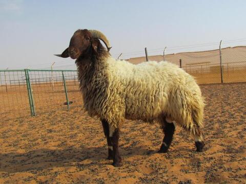 جنوب السودان.. سجن خروف 3 أعوام بعد قتله سيدة