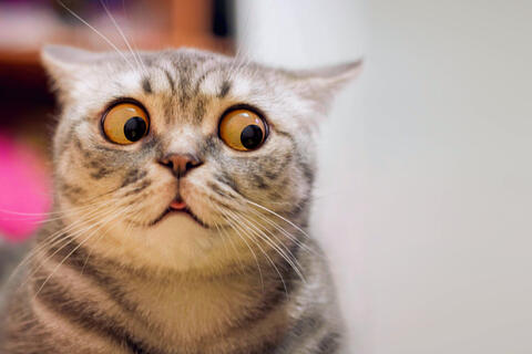 Can Cats Get Diabetes?