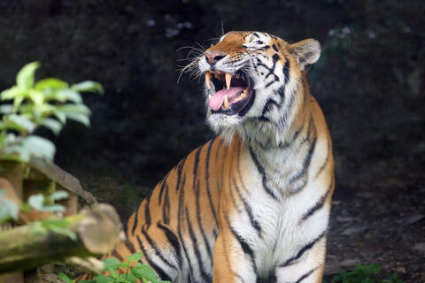 Tiger Kills Keeper at a Zoo During Feeding Time