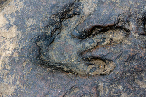 Massive Dinosaur Footprints Discovered in Lebanon