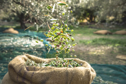 How Destructive Will The Drought be For Spain's Olive Season?