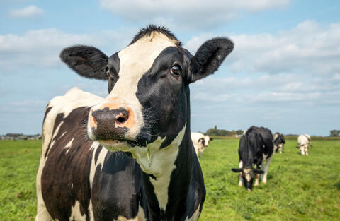 India: Four Family Members Arrested for Cow Slaughter