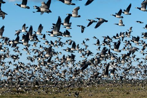 Protecting migratory birds from power lines  