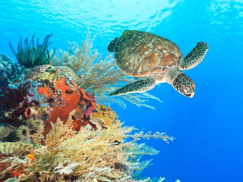 Endangered Red Sea turtle returned to its natural habitat 
