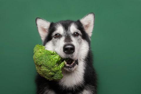 Vegan food for dogs stirs debate in Lebanon