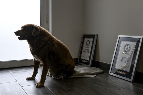 World’s oldest dog celebrates 31st birthday