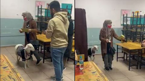 Turkish lamb appears in polling station