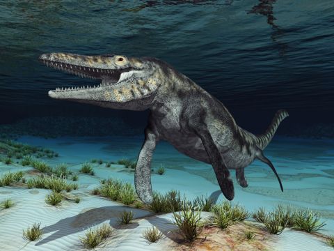 Fossil of mosasaur found in Morocco
