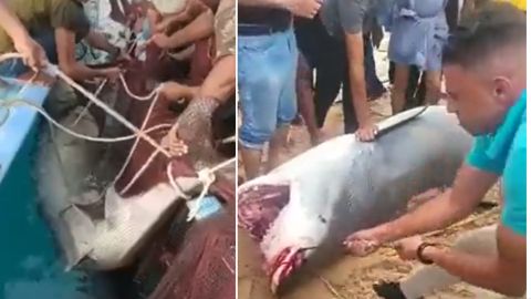 Video: shark hunted after killing Russian man