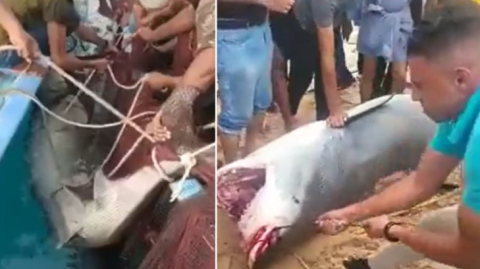 Shark that ate Russian man had 