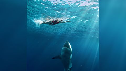  Is Cocaine behind shark attacks on humans?