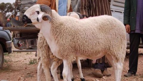 شروط الأضحية ووقت الذبح وكيفية التقسيم (فيديو)