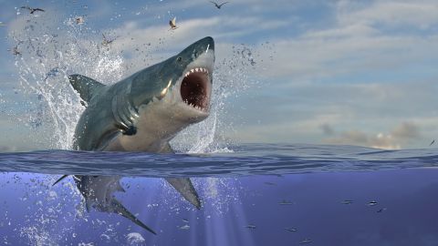 Shark attack kills Russian man in Hurghada 