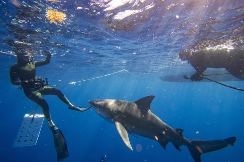 Shark attack claims American woman life in the Bahamas
