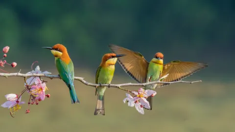 Benefits of having birds as pets