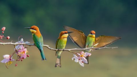 Benefits of having birds as pets