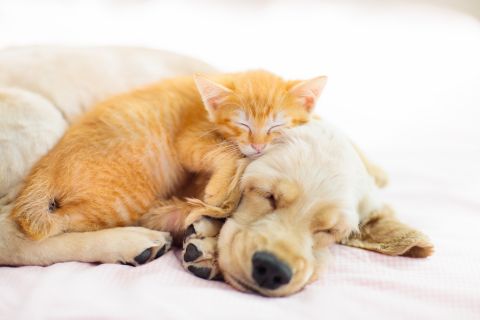 Things to be aware of before getting a pet
