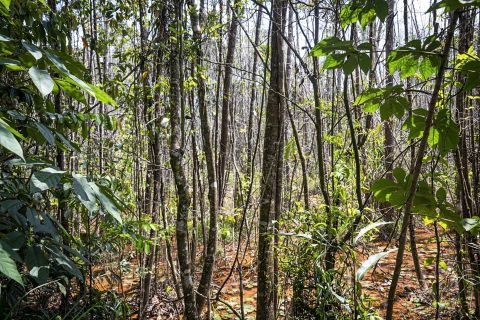Tree believed to be extinct rediscovered in Brazil 185 years later