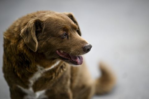 Bobi, world's oldest dog dies at 31