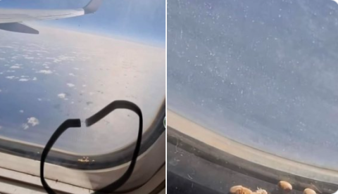 Bedbugs are spreading on French planes
