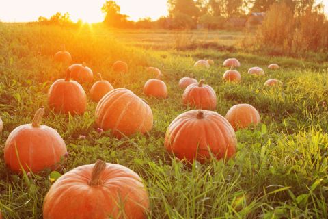 World's biggest pumpkin, new world record