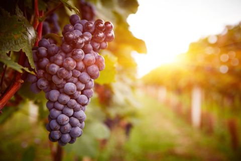 How grapes can improve eye health for the elderly