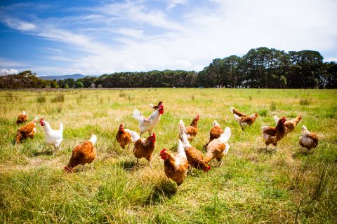 Healthy tips to enjoy your Thanksgiving