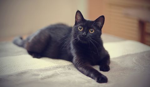 One of a kind cat with two noses up for adoption