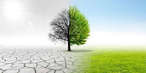 High hopes for COP28 in Dubai: ‘Ambitious but doable’