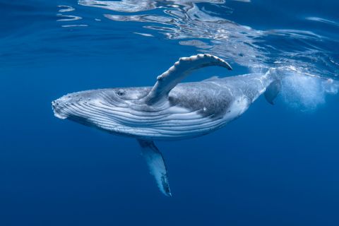 Scientists contact whales in first communication experiment