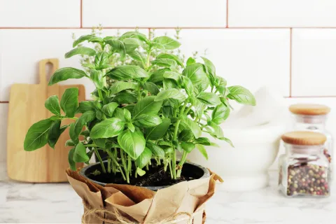 4 Amazing benefits of basil leaves to know about