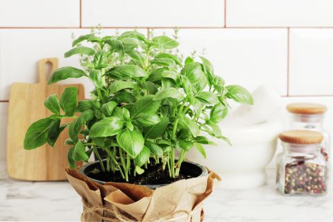 4 Amazing benefits of basil leaves to know about