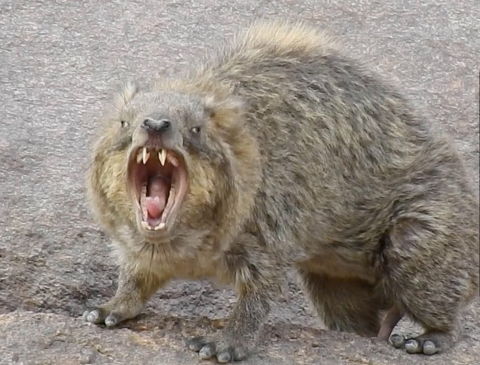 شاهد: القبض على 4 نساء بتهمة السرقة والنشل في مكة