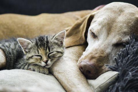 Save The Pets! Ukrainians Flee With Their Cats And Dogs