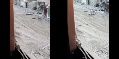 Video: Israeli sniper kills sheep in Gaza 