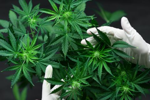 Germany allows cannabis for personal use 