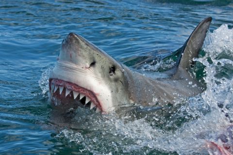 Video: Shark appears near Hurghada Egypt