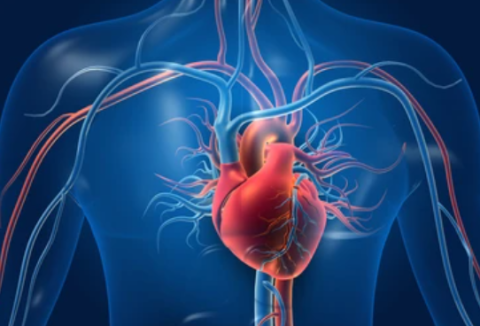 Study: Recipient inherits memories and traits of organ donor after transplant