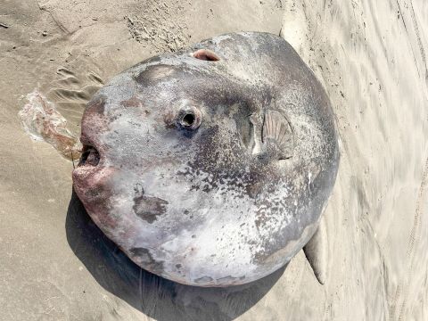 Fake or real? Rare creature appears on US shores