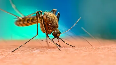 فيروس غرب النيل: الأعراض، طرق الوقاية والعلاج
