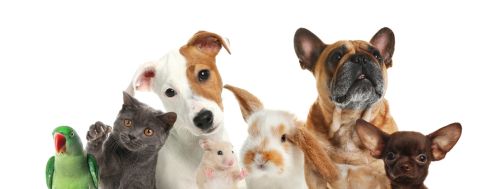 Can pets eat home food?